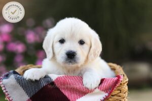 Image of Wren, a Golden Retriever puppy